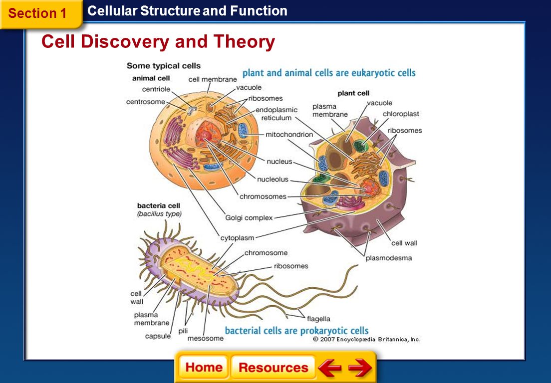 Discovery and Structure of Cells